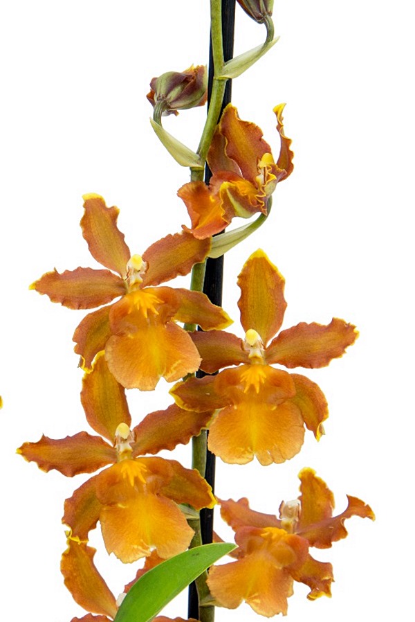 Novos crotons e orquídea na sua varanda ou jardim - Simples Decoração