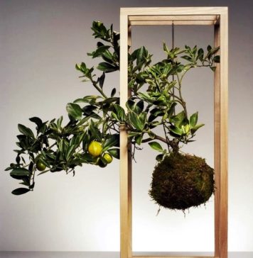 kokedama thejoyofplants
