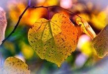 imagem de 9883074 por pixabay autumn-leaves-3813775_640