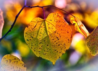 imagem de 9883074 por pixabay autumn-leaves-3813775_640