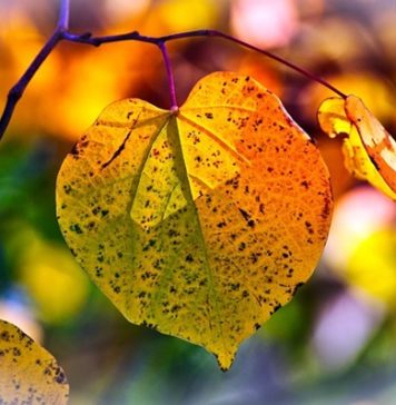 imagem de 9883074 por pixabay autumn-leaves-3813775_640