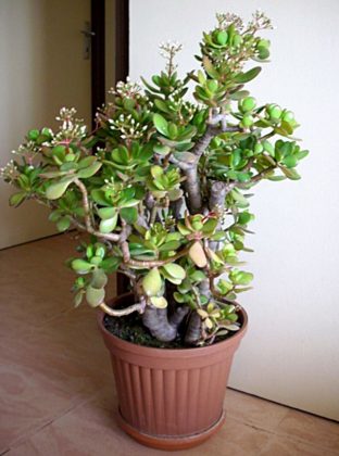 Plantas Fáceis de Cuidar - Crássula 3