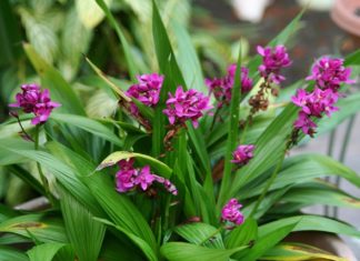 Orquídea-grapete-Spathoglottis-unguiculata