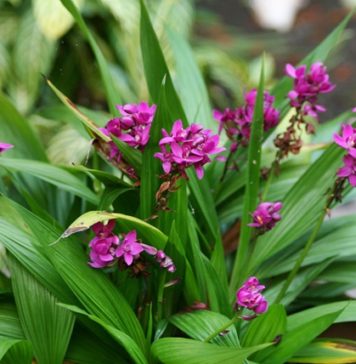 Orquídea-grapete-Spathoglottis-unguiculata
