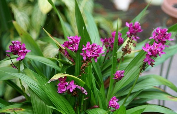 Orquídea-grapete-Spathoglottis-unguiculata