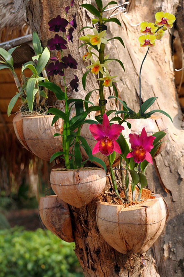 Como cultivar orquídeas - Dicas para ter e manter - Simples Decoração