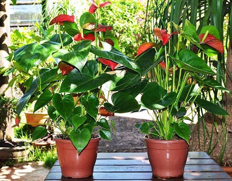 10 plantas fáceis de cuidar que precisam de sombra - Simples Decoração