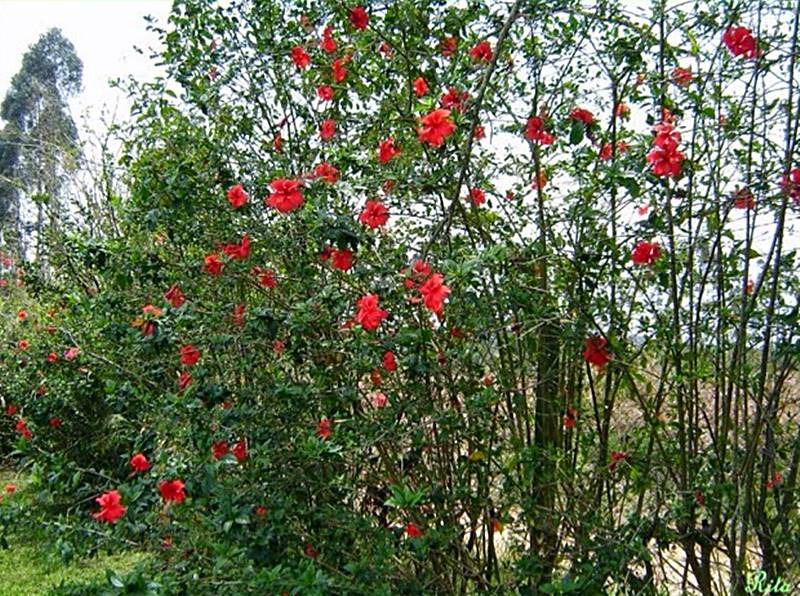 Plantas fáceis de cuidar – O Hibisco - Simples Decoração