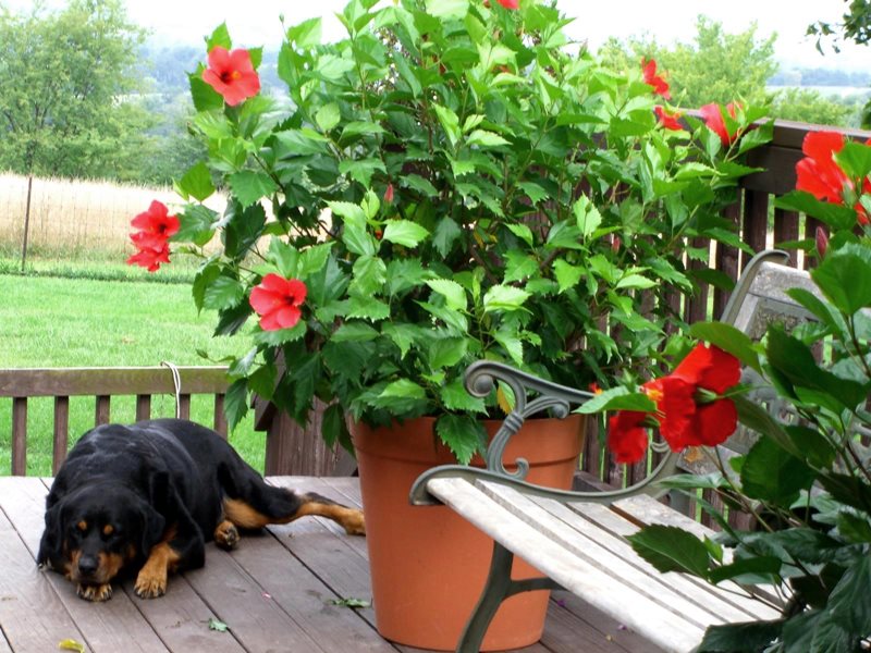 Plantas fáceis de cuidar – O Hibisco - Simples Decoração
