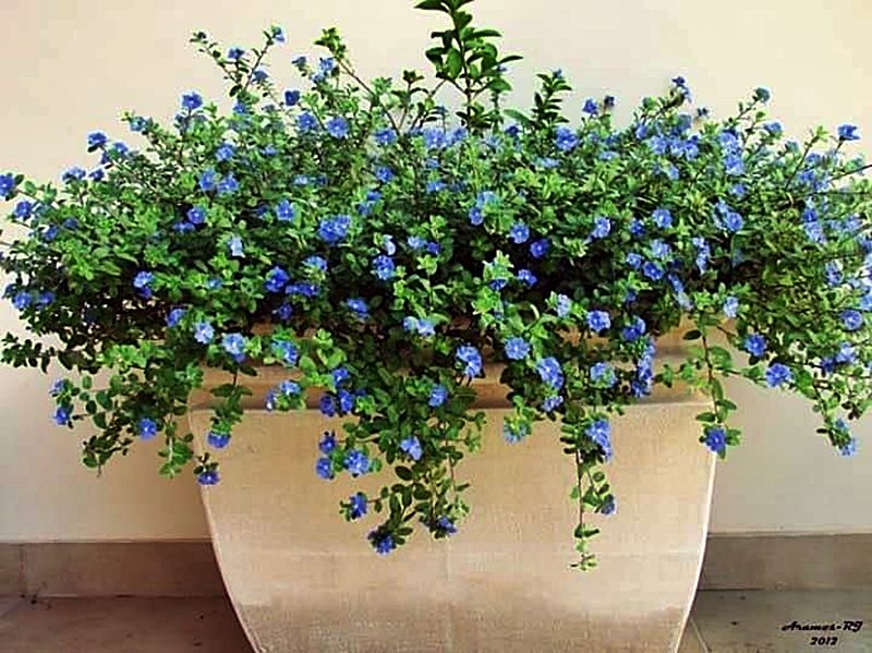 8 plantas que dão flores o ano inteiro - Simples Decoração