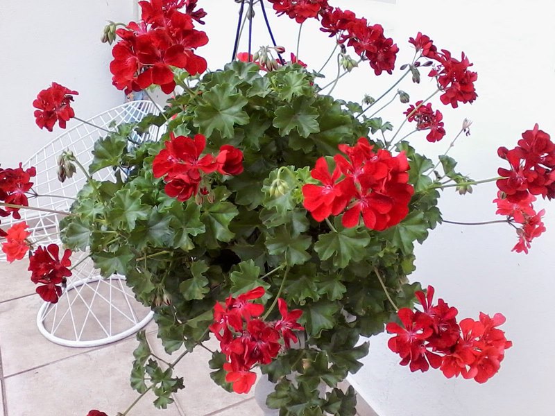 Plantas com flores coloridas – Vermelhas - Simples Decoração