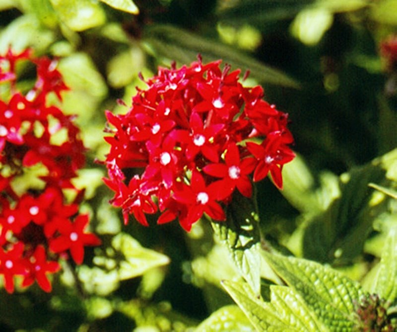 Plantas com flores coloridas – Vermelhas - Simples Decoração