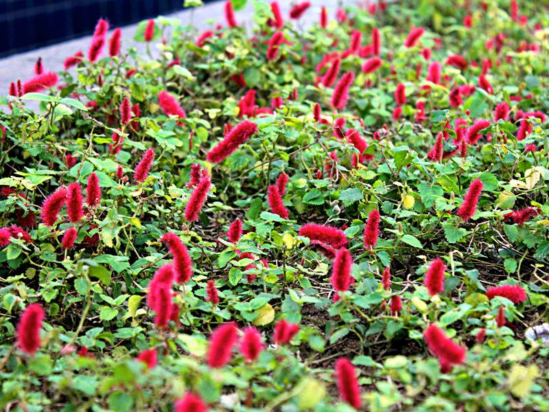 Sunpatiens É Flor De Sol Pleno E Aguenta Calor - Minhas Plantas