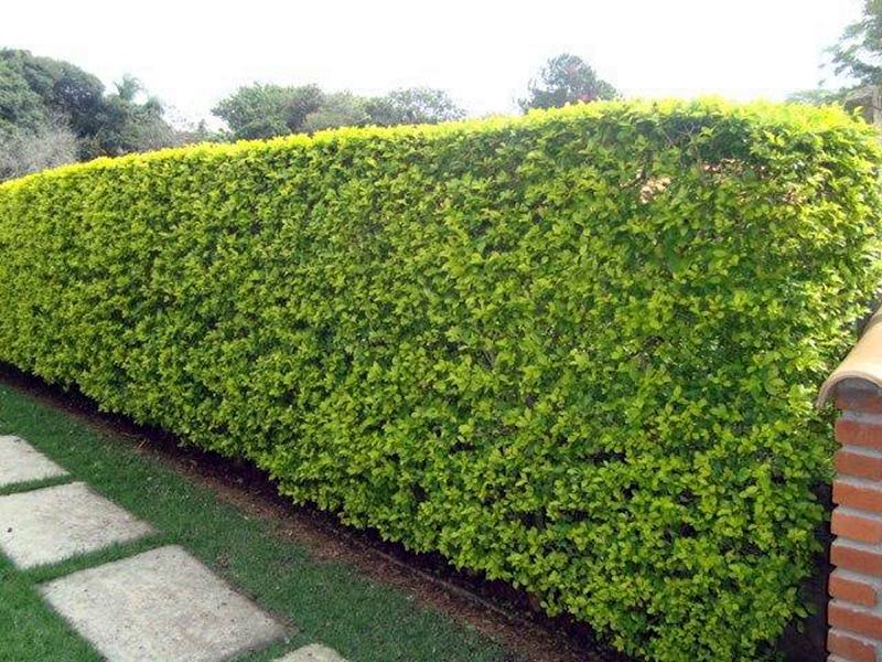 10 Plantas Para Fazer Uma Cerca Viva Simples Decora o 10 Plantas Para Fazer Uma Cerca Viva Simples Decora o
