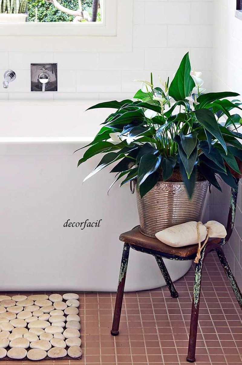 Plantas para banheiro - Simples Decoração