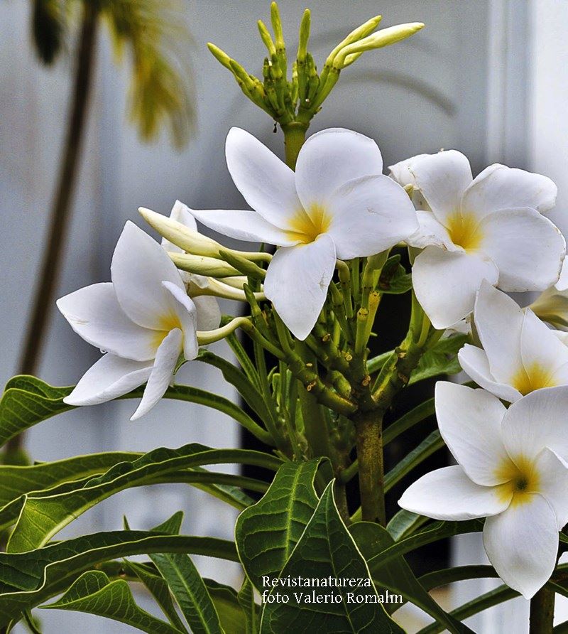10 Plantas Com Flores Brancas Simples Decora o 10 Plantas Com Flores Brancas Simples Decora o