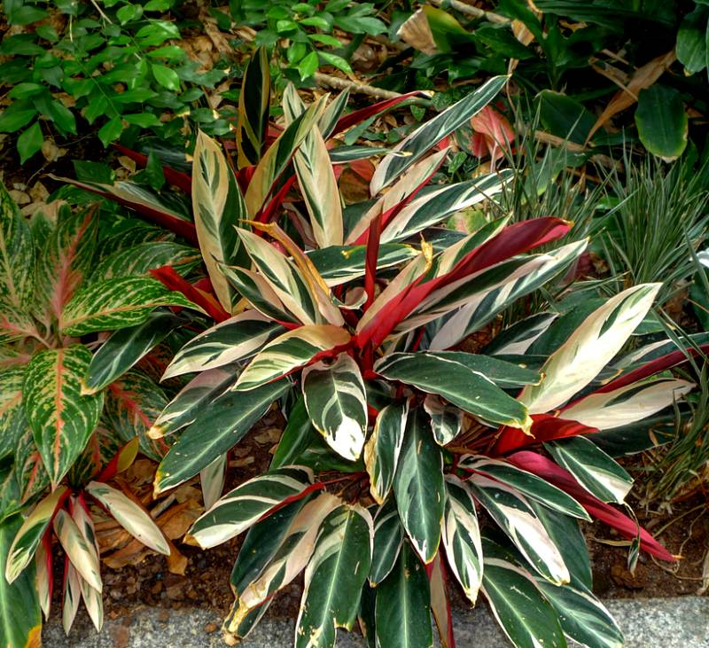 Maranta tricolor Ctenanthe oppenheimiana